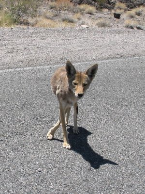 Scrawny Coyote