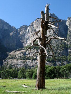 Old Snag in the Valley