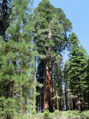 Average Size of a Sequoia