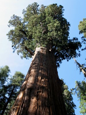 General Sherman Sequoia