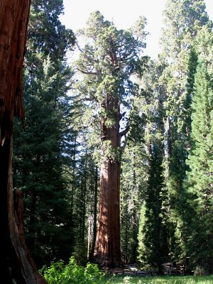 Full View of the General Sherman