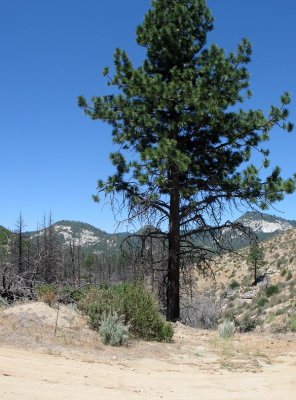 Lone Tree near Johnsondale