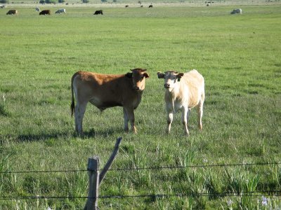 Cows on Bridgeport Meadow