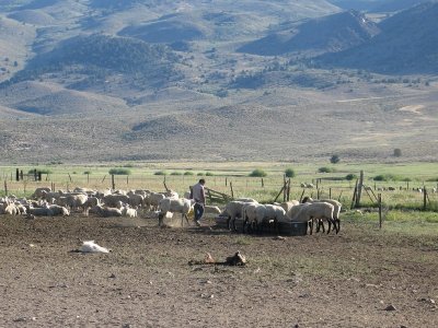 Sheep - on Way to Devil's Gate