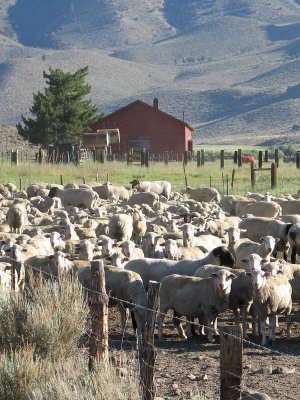 I'm Big on Sheep