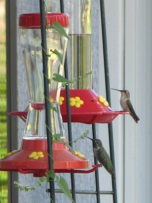 A Pair of Hummingbirds