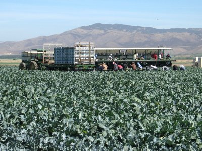 A Spinach Field with Pickers and Packers