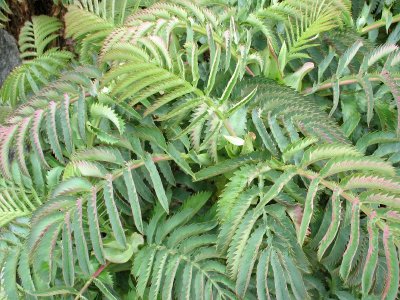 Tropical Foliage at Bridge Viewpoint