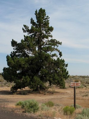 Lonely Tree and a Side Road