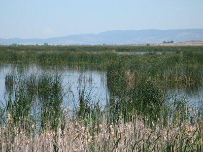 Tule Lake Reeds