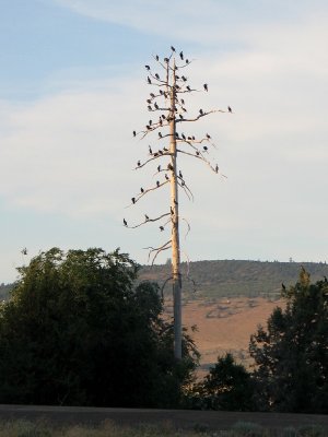 Cormorants in the Tree, Klamath Falls