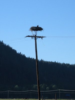 Osprey Nest