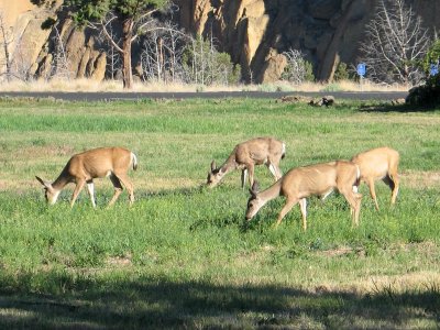 We Jumped out to Photograph Them