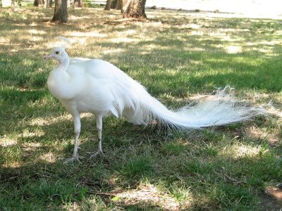 White Peacock Joined Us in the Museum Park