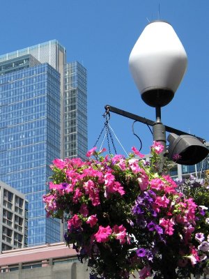 Flowers along Waterfront