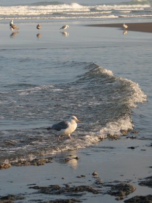 The Gull we Knew in Monterey?