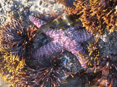 A Half Concealed Starfish