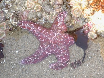 A Starfish in the Water