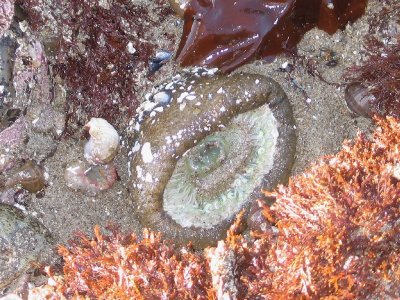 A Sea Anemone
