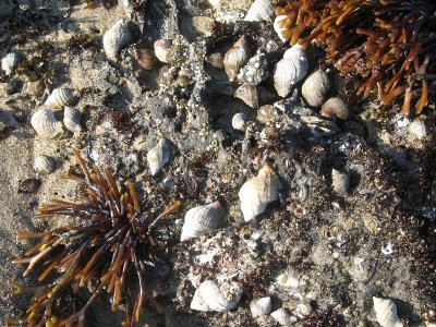 Cluster of Snails