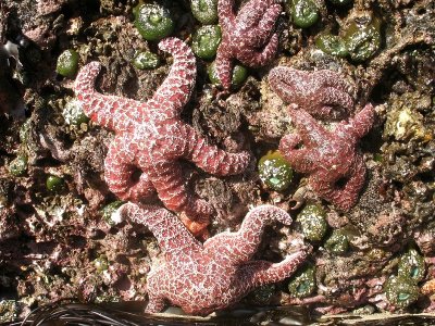 Starfish and Anemones