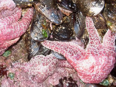 Starfish are very Slow Movers