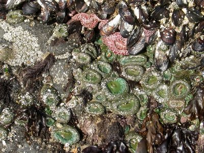 Anemones, Mussels, and Starfish