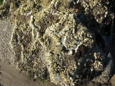 Interesting Pattern of Barnacles