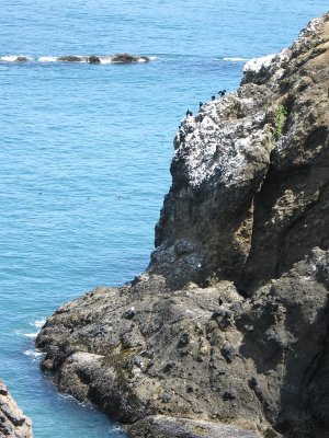 Sea Birds on the Cliff