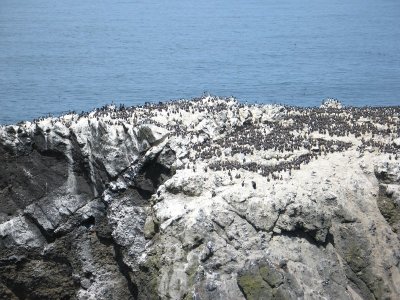 Thousands of Birds