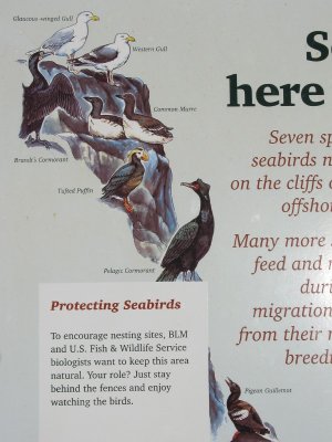 A Good Bird Identification Panel