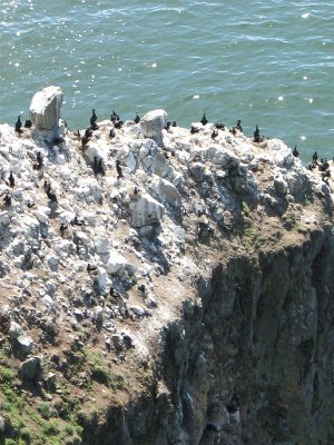 Brandt's Cormorants on the Cliff