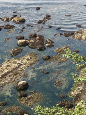 Cape Arago, Tide Pool from Above