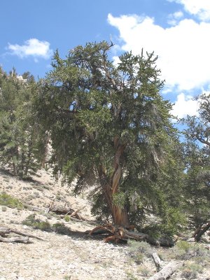 A Bristlecone Pine, Pinus Longaeva