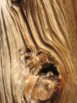 Tannins in Wood Help Preserve it