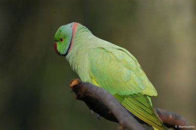 Parc de Sceaux (92)