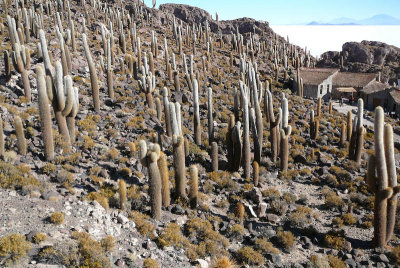 Salar de Uyuni