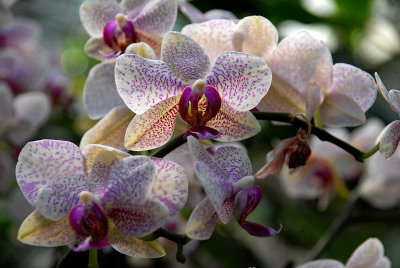 Orchid III