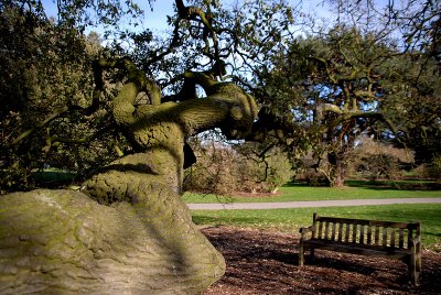 The Lucombe Oak