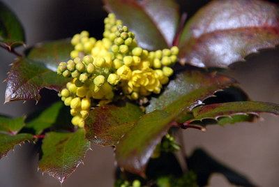 Mahonia