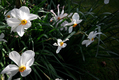 Daffodils (1)