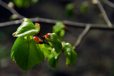 Unfurling...