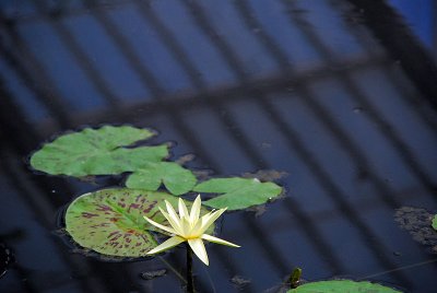 Waterlily...