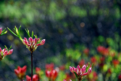 Azalea Garden and Rhododendron Dell