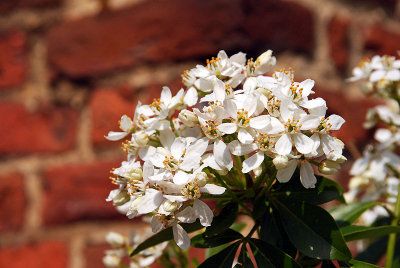 Rhodendron or azalea...?