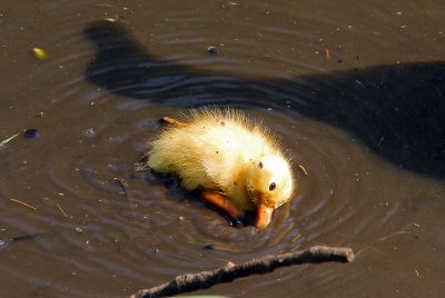 Muddy ducky