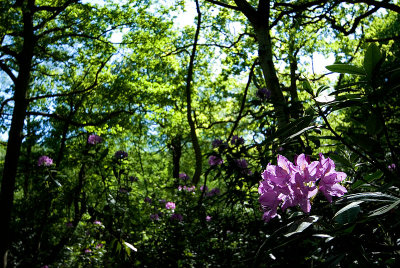 Rhododendron invasion