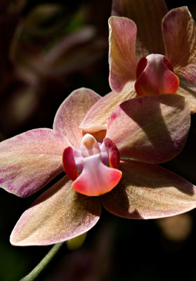 07-05 Mainau orchids 01.JPG