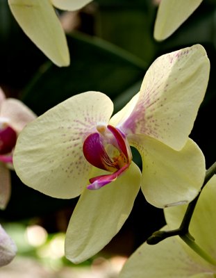 07-05 Mainau orchids 03.JPG