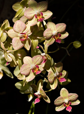 07-05 Mainau orchids 08.JPG